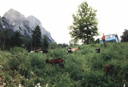 Ziegen am Campeggio